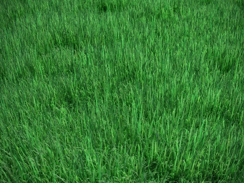 grass_01.jpg