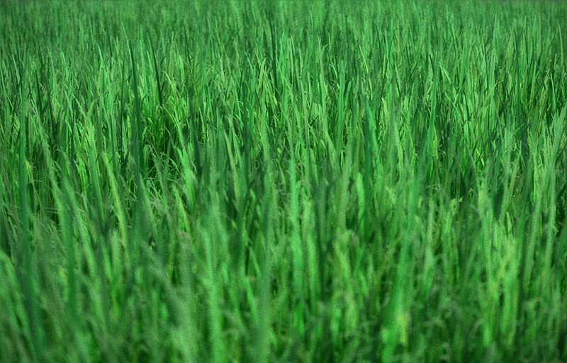 grass_02.jpg